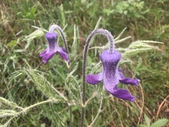 Clematis hirsutissima