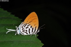Drupadia ravindra moorei