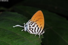 Drupadia ravindra moorei