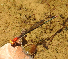 Pseudagrion ustum