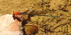 Pseudagrion ustum