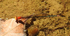 Pseudagrion ustum
