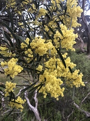 Acacia pycnantha