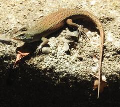 Eutropis rugifera