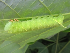 Clanis bilineata