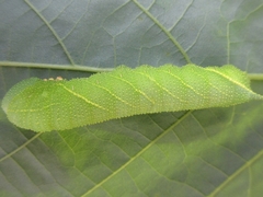 Clanis bilineata