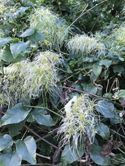 Clematis vitalba