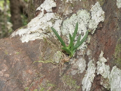 Phreatia limenophylax