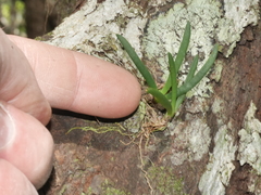 Phreatia limenophylax