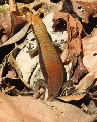 Eutropis rudis