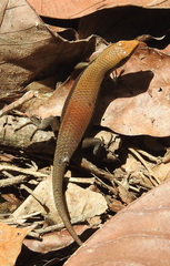 Eutropis rudis