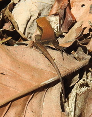 Eutropis rudis