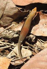 Eutropis rudis