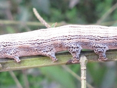Spirama retorta