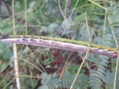 Spirama retorta