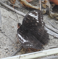 Lexias aeetes