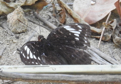 Lexias aeetes
