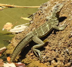 Hydrosaurus microlophus