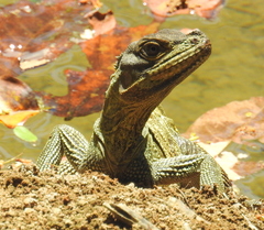 Hydrosaurus microlophus