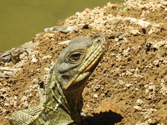 Hydrosaurus microlophus