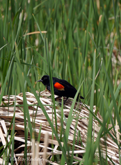 Agelaius phoeniceus