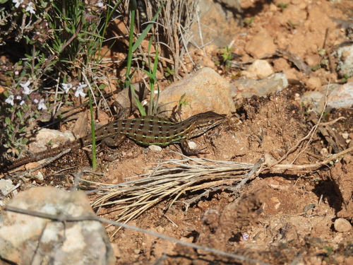 East Iberian Psammodromus, Cuenca, España, photo 5 of 10