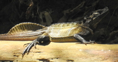 Hydrosaurus microlophus