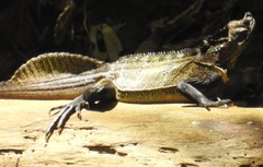 Hydrosaurus microlophus