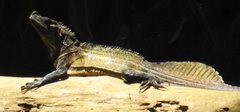Hydrosaurus microlophus