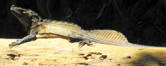 Hydrosaurus microlophus