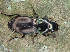 Megadromus antarcticus