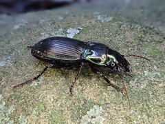 Megadromus antarcticus