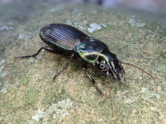 Megadromus antarcticus