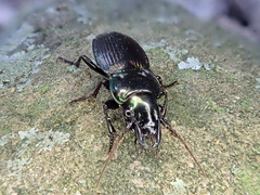 Megadromus antarcticus