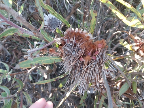 Image of Protea burchellii by (c) De Waal Hugo, some rights reserved (CC BY)
