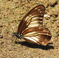 Graphium encelades