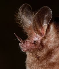Little Big-Eared Bat photo 3