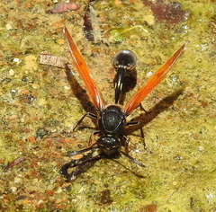 Phimenes fulvipennis