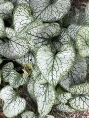 Brunnera