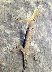 Draco walkeri