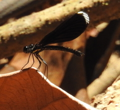 Rhinocypha monochroa