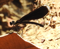 Rhinocypha monochroa