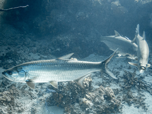Atlantic Tarpon