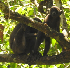 Macaca maura