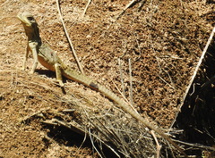 Hydrosaurus celebensis