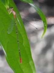 Teinobasis helvola