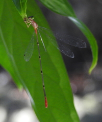 Teinobasis helvola