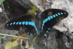 Graphium milon