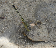 Diplacodes trivialis