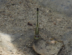 Diplacodes trivialis